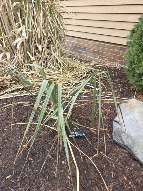 Sabal causiarum x palmetto