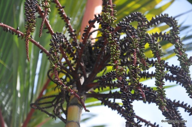 Cyrtostachys renda