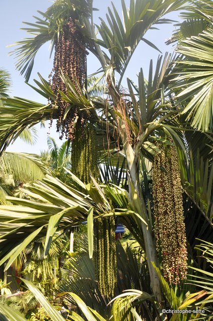 Arenga tremula