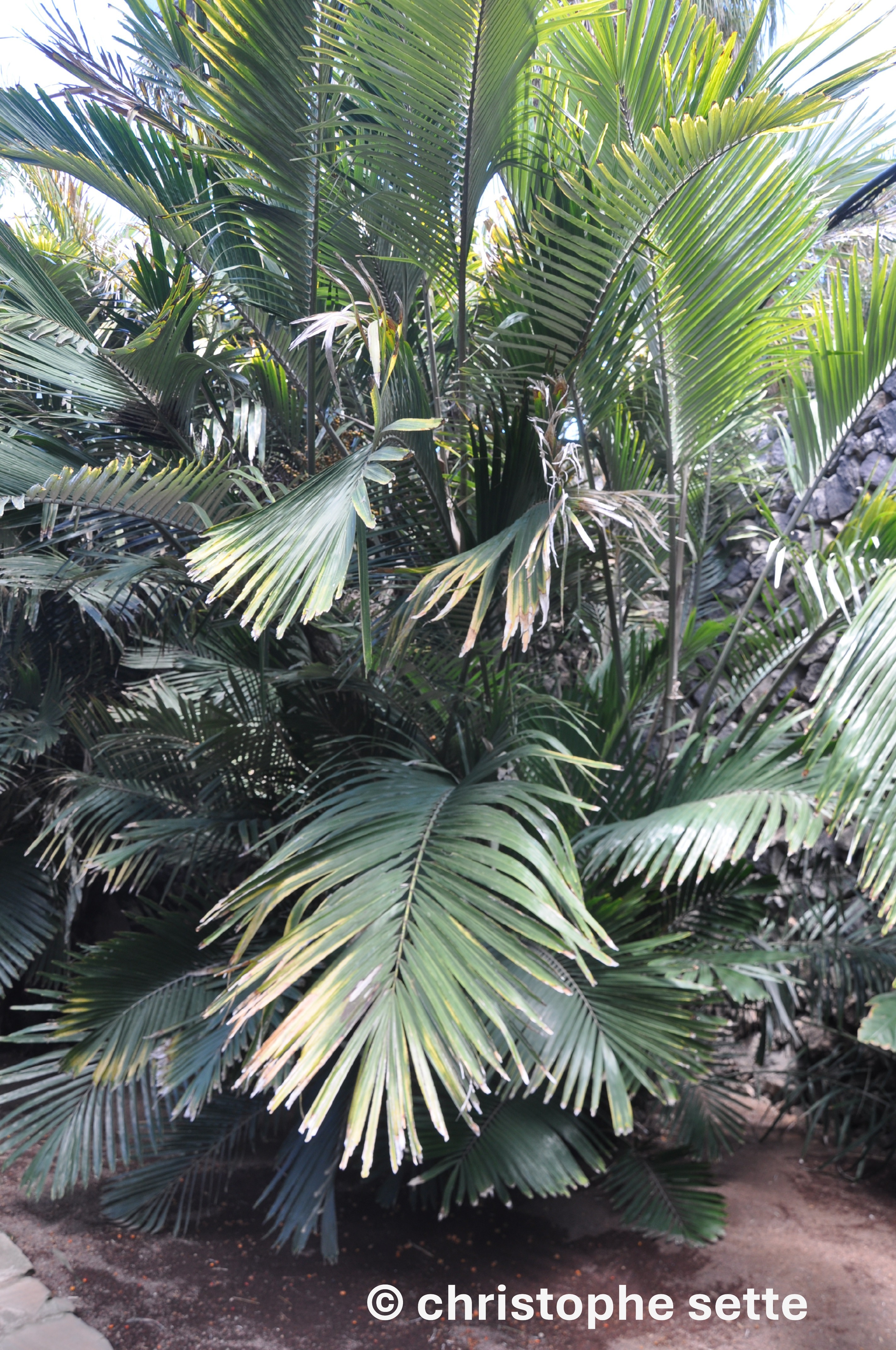 Arenga engleri