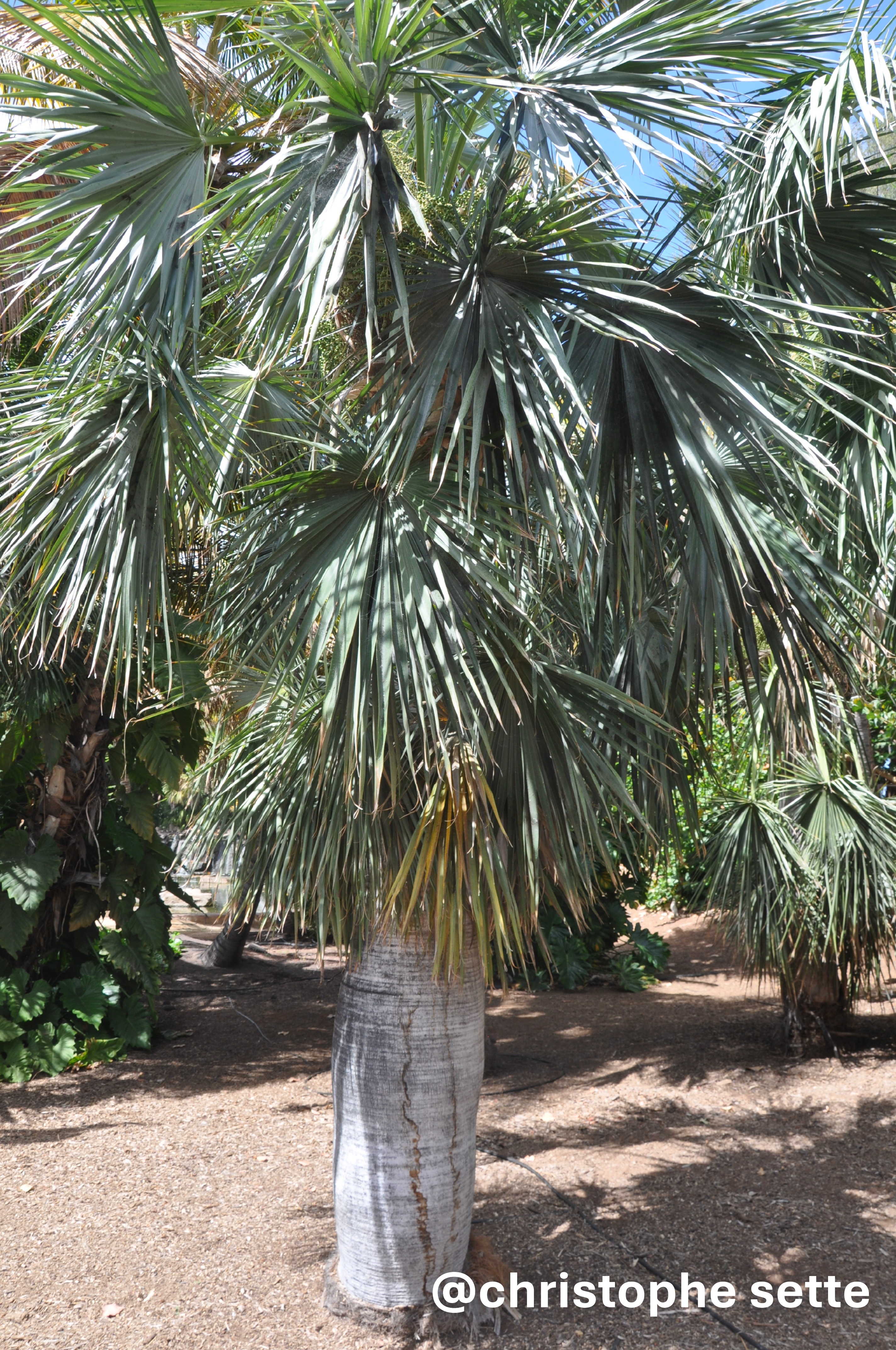 Coccothrinax spissa