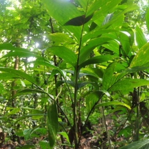 areca furcata