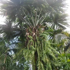 borassodendron machadonis