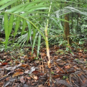 areca insignis