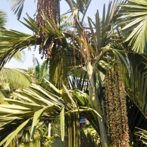arenga tremula