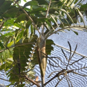 balaka seemanii