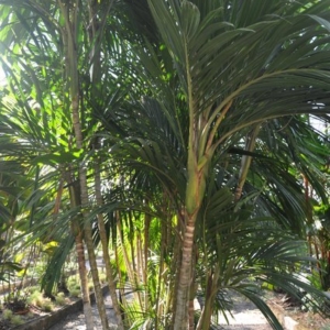 calyptrocalyx elegans