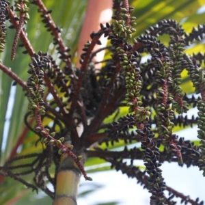 cyrtostachys renda