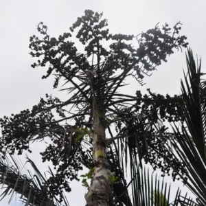inflorescence