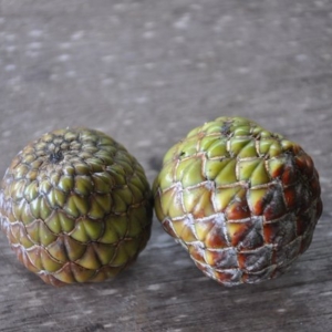 metroxylon sagu  seeds