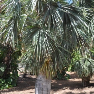 coccothrinax spissa