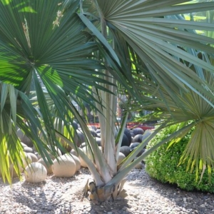 tahina spectabilis