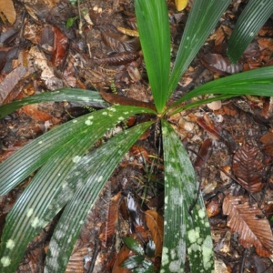 areca subacaulis