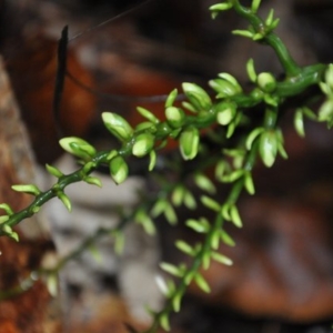 areca subacaulis