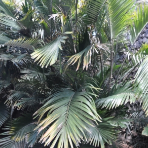 arenga engleri