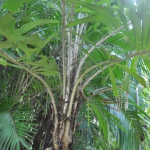aipahanes acanthophylla