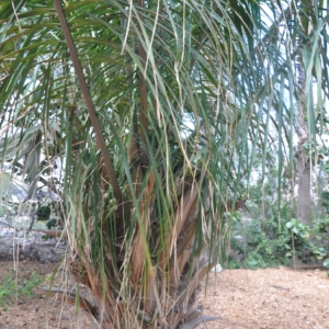 attalea phalerata
