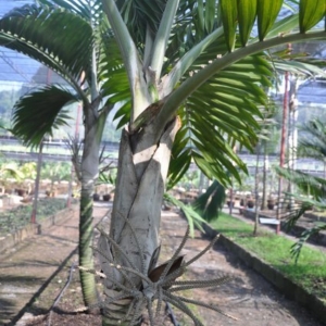 burretokentia grandiflora