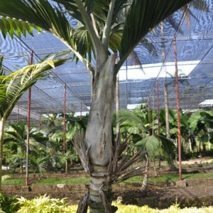 burretiokentia dumasii