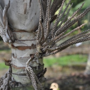 burretiokentia dumasii