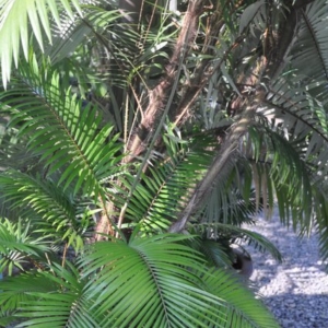 calamus discolor