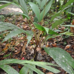 iguanura palmuncula