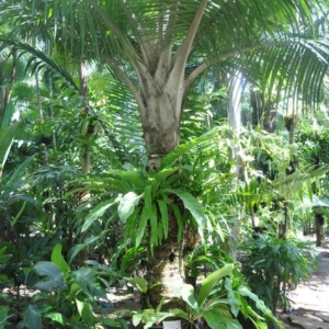ravanea sambiranensis