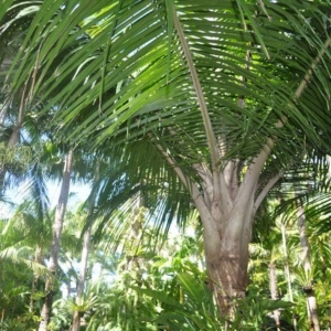 ravanea sambiranensis