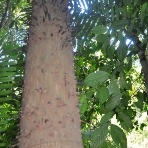 oncosperma horridum
