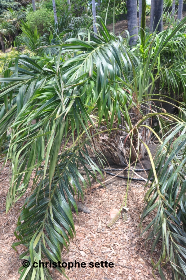 Allagoptera arenaria