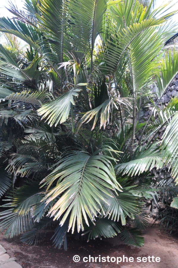 Arenga engleri