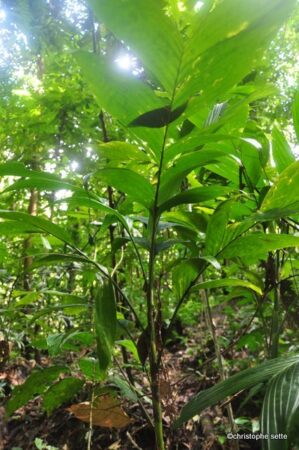 Areca furcata