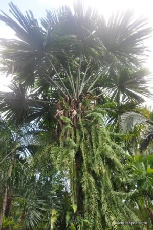 Borassodendron machadonis
