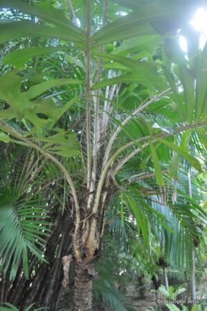 Aiphanes acanthophylla