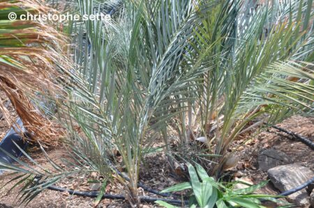 Syagrus campylospatha