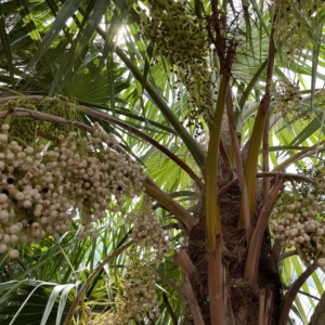 Palmera “Chiit”