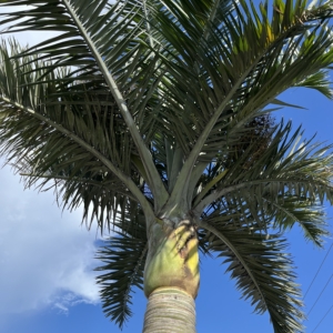 Palmera Cuca