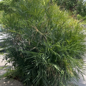 Palmera Bambú, Xiat