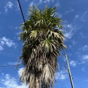 Palm