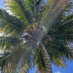 Palmera de Coco