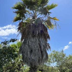 Washingtonia