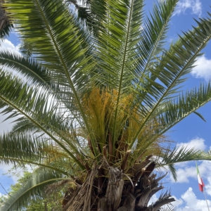 Palmera