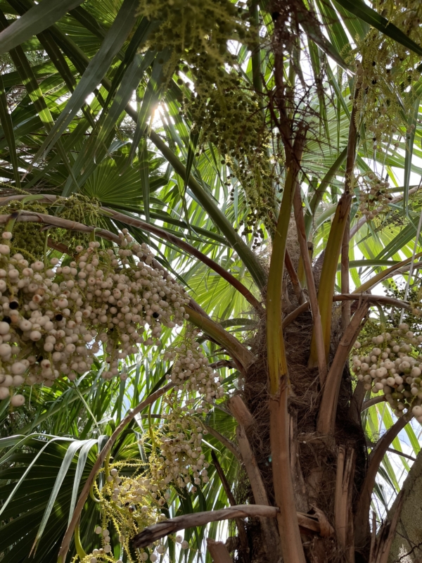 Thrinax radiata