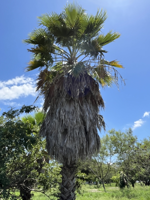 Washingtonia robusta