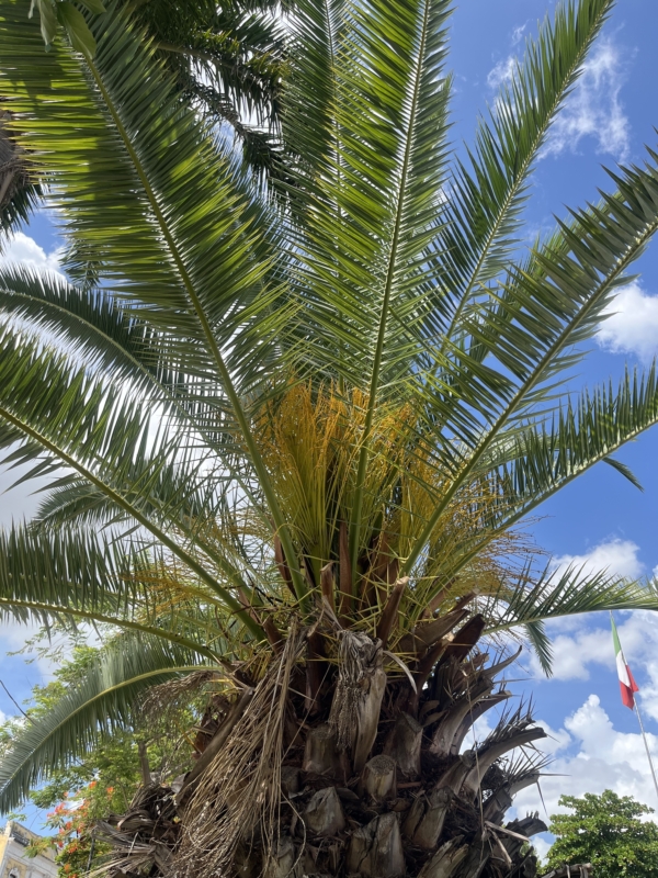 Phoenix canariensis