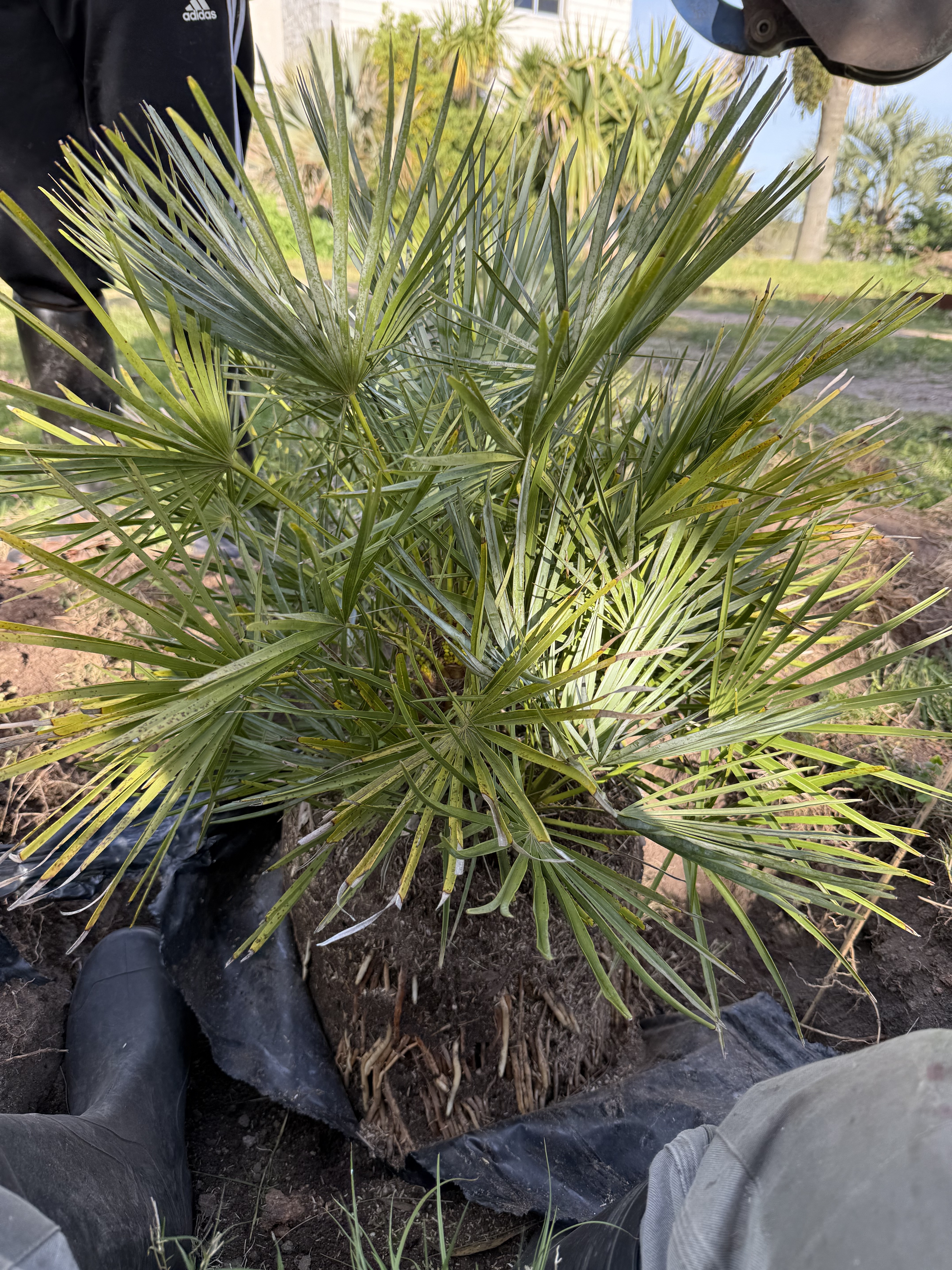 Chamaerops humilis var. argentea