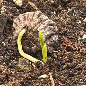 Parajubaea Toralyii