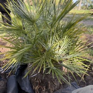 Chamaerops humilis cerifera