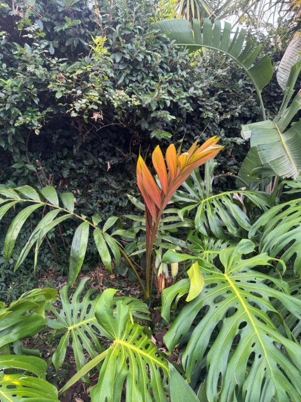 Chambeyronia macrocarpa