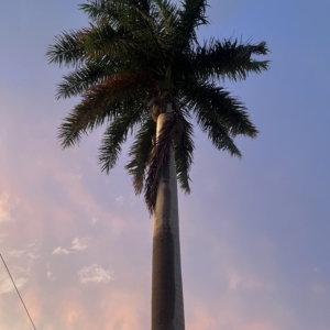 Palmera Real